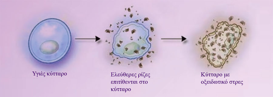 Read more about the article Ελεύθερες Ρίζες οξυγόνου και Αντιοξειδωτικά